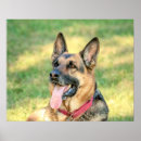 Search for shepard posters Animal