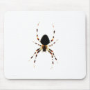 Search for araneus Arachnid