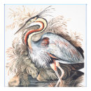 Search for audubon watercolors posters Elizabeth gwillim