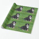 Search for bernese mountain dog wrapping paper Puppy