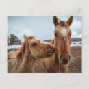 Recherche de poulain cartes postales Poney