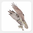 Search for osprey stickers Nature