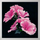 Search for rose background posters Photography