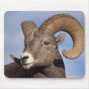 Recherche de steve tapis souris Faune