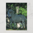 Search for miniature postcards Trees