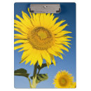 Search for provence Yellow