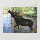 Recherche de élan cartes postales Chasse