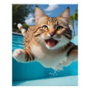 Search for cat swimming posters Water