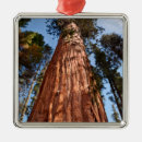 Search for redwood trees ornaments Scenic