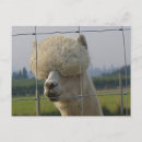 Recherche de d alpaga cartes postales Nature