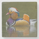 Search for alone coasters Male