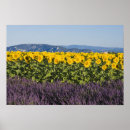 Recherche de dégagement Tournesol