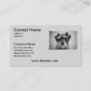 Recherche de mini schnauzer Animaux familiers