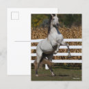 Search for rearing postcards Stallion