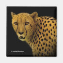 Recherche de chat sauvage magnets Animaux de la jungle