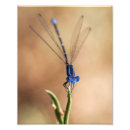 Search for damselfly posters Macro