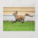 Search for kit postcards Canine