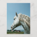 Recherche de étalon blanc cartes postales Chevaux