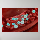Search for blood vessels posters Artery