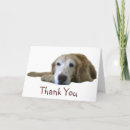 Search for golden retriever thank you cards Puppy