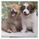 Recherche de vue face carreaux Animal