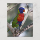 Search for rainbow lorikeet postcards Tropical