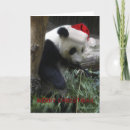 Search for panda cards Zoo