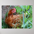 Search for chicken hens posters Farmer