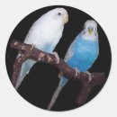 Search for budgie stickers Parakeet