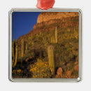 Search for arid ornaments Plant