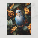 Search for budgerigar postcards Budgie