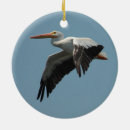 Search for pelican ornaments Nature