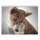 Recherche de basenjis Animal
