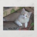 Search for adorable quotes postcards Cat