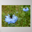 Search for cornflower blue posters Nature