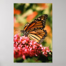 Search for butterly posters Nature