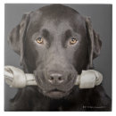 Search for labrador tiles Puppy