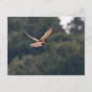 Search for hovering postcards Flight