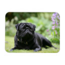 Recherche de carlin noir magnets Dog