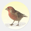 Search for finch stickers Avian