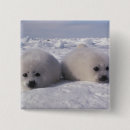 Search for pups buttons Marine life
