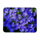 Search for daisy blue magnets Floral