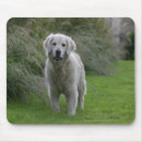 Search for flat coated retriever electronics Running