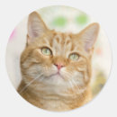 Search for sweet cat stickers Kitty