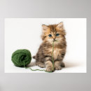 Search for yarn posters Kitten with yarn
