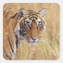 Search for asian cat stickers Wildlife