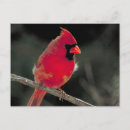 Search for cardinal postcards Songbird