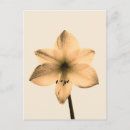 Recherche de amaryllis cartes postales Floral