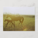 Recherche de cheval courant Photo de cheval