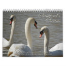 Search for swans swan calendars Animals